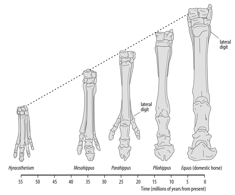 evolution-legs